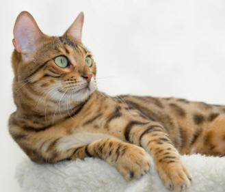 Cat ebh