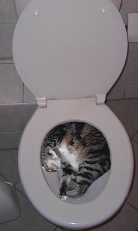 Cat ebj