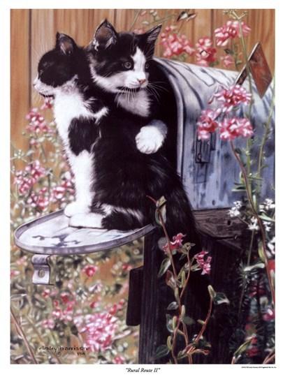 Cat ebk