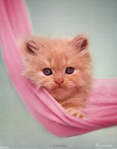 Cat ebs