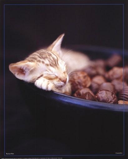 Cat ec4