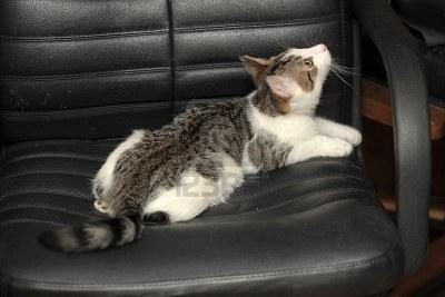 Cat ecd