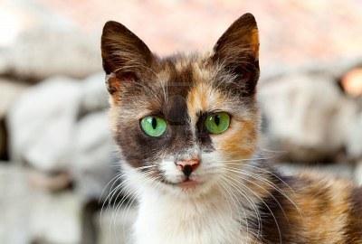 Cat ech