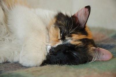 Cat eck