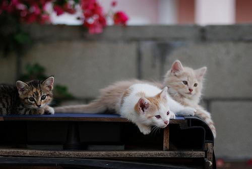 Cat ecv