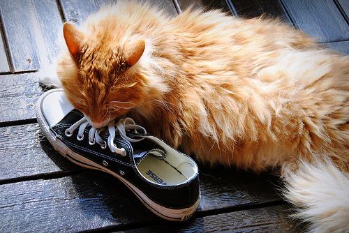 Cat ed6