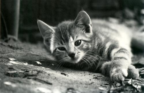 Cat ed9