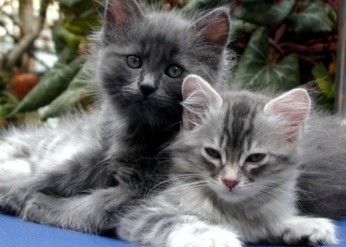 Cat edb