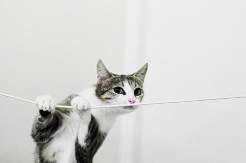 Cat edj