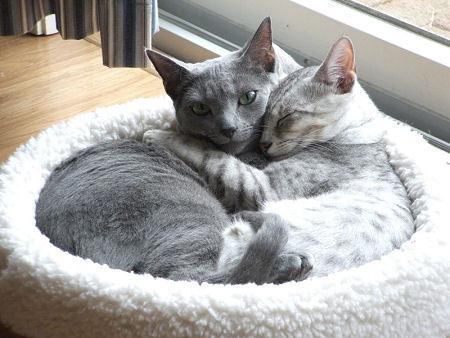 Cat edk