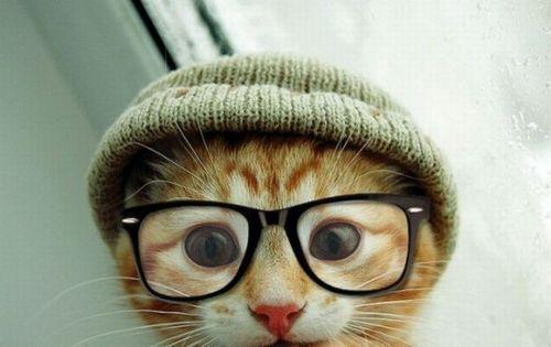 Cat edl