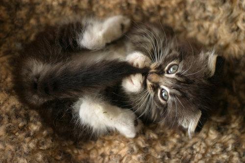 Cat edm