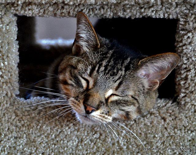 Cat edn