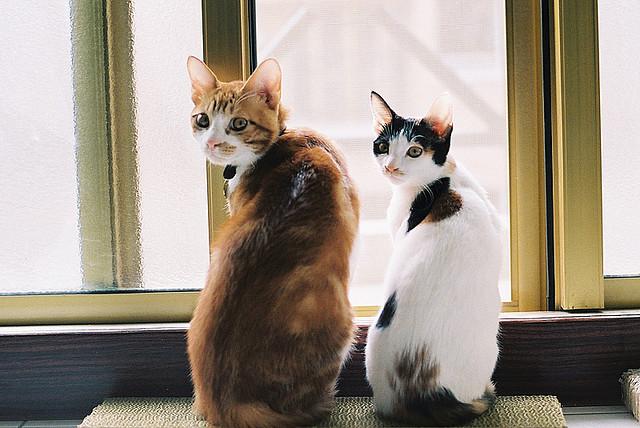 Cat edp