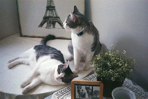 Cat edq