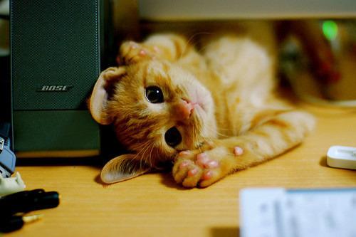 Cat edr