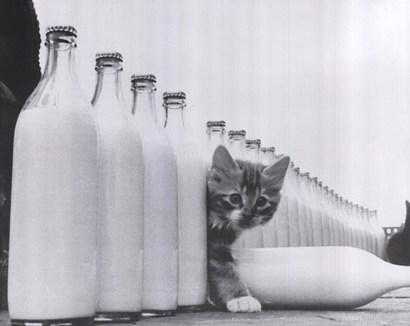 Cat eds