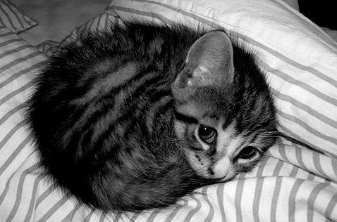 Cat ee4