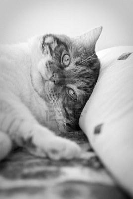 Cat ee7