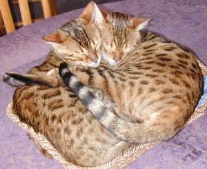 Cat eee
