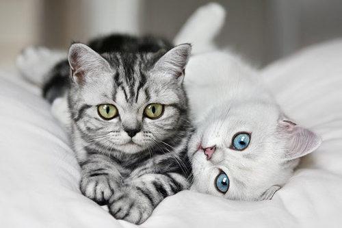 Cat eeo