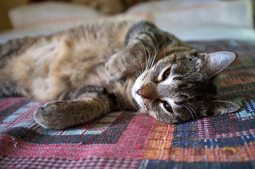 Cat eeq