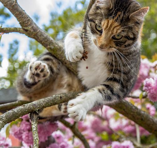 Cat eeu