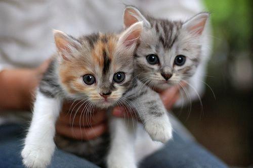 Cat eev