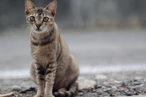 Cat ef7