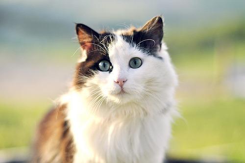 Cat efb