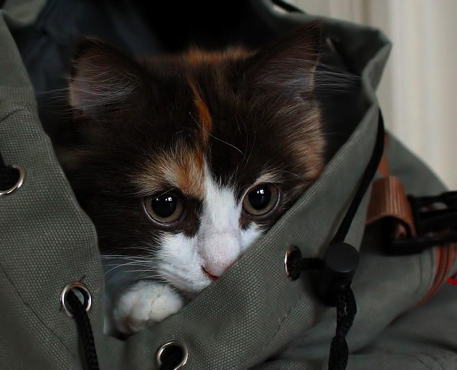 Cat efc