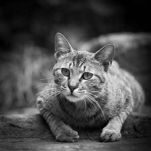 Cat efe