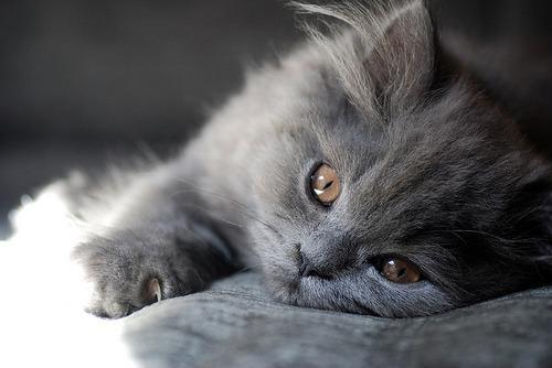 Cat eff
