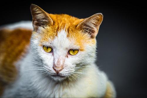 Cat efh
