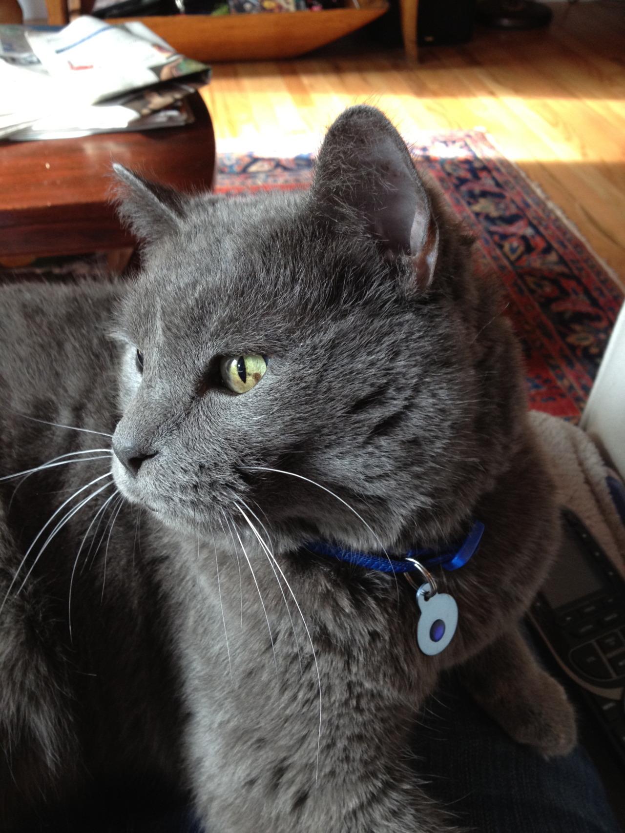 Cat efj