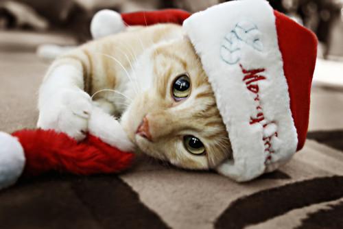 Cat efk
