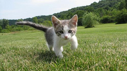Cat efo