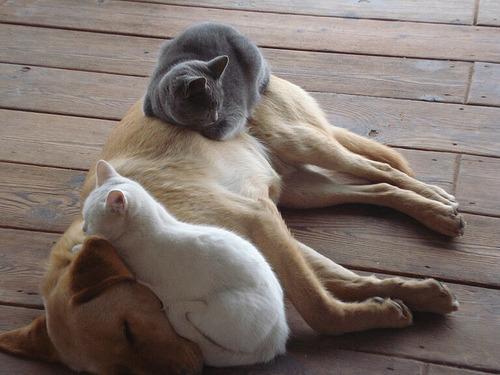 Cat efp