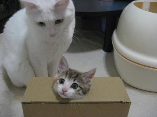 Cat efs