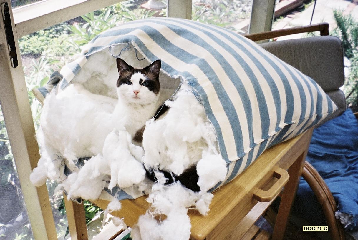 Cat efu