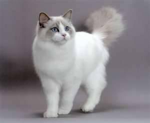 Cat eg2