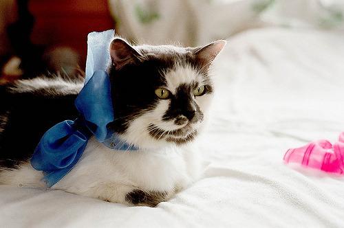 Cat eg8