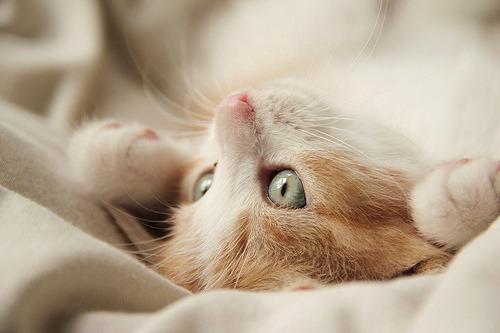 Cat egf