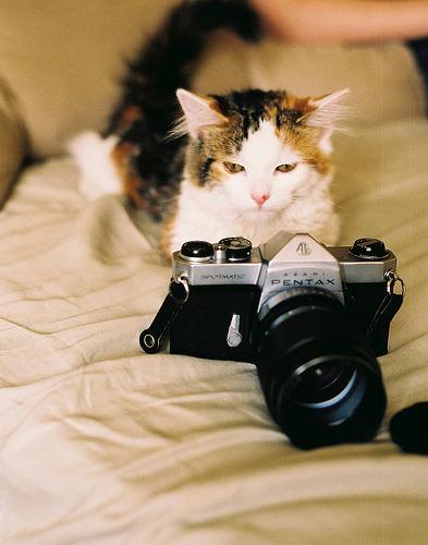 Cat egh