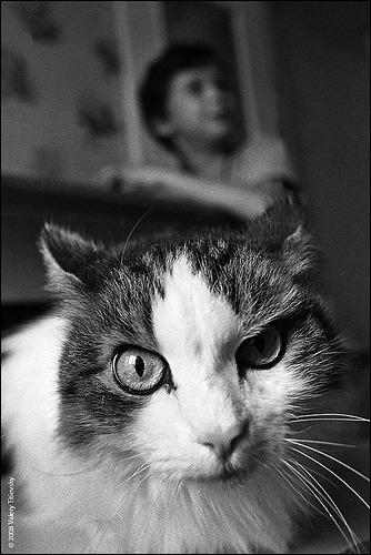 Cat egi