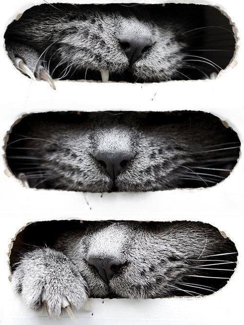 Cat egn