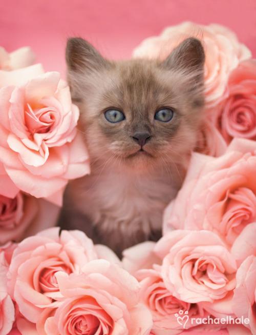 Cat egp