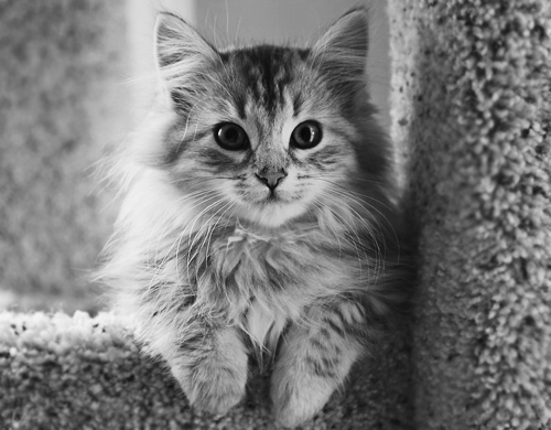 Cat egr