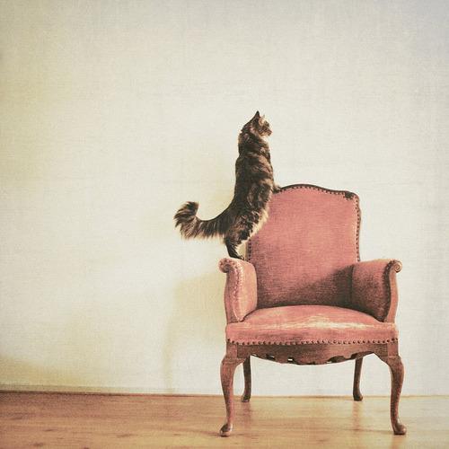 Cat egt