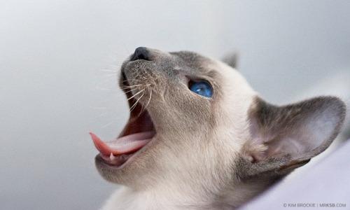 Cat egu